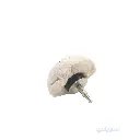 3_فرشة ماشروم 100 مللي بالاكس 6 مللي.webp